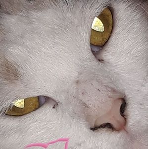 Meet your Posher, Caylah